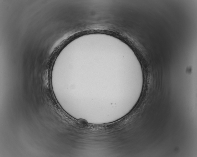 X0000116461262201001061031