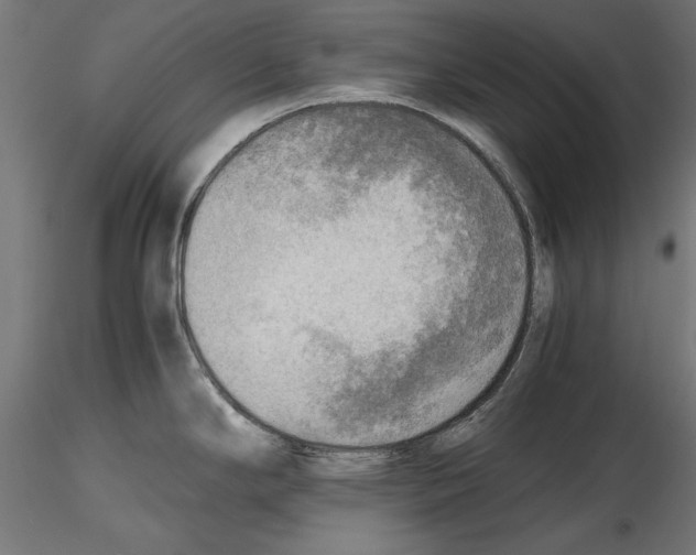X0000116461294201001061030