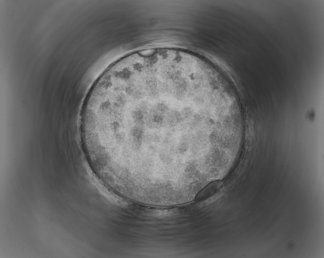 X0000116461423201001061029