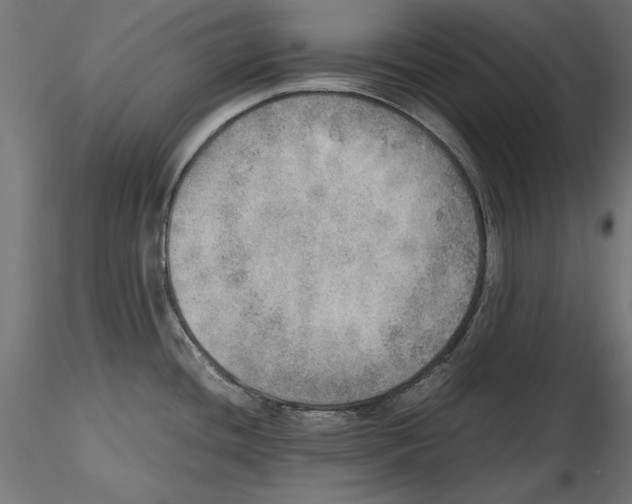X0000116461436201001061029