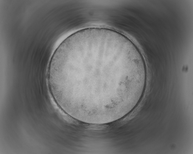 X0000116461440201001061029