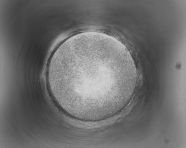 X0000116460006201001201310