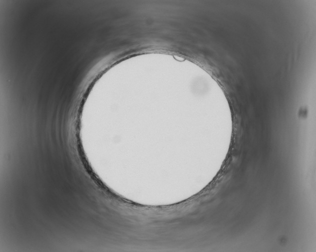X0000116460007201001201310