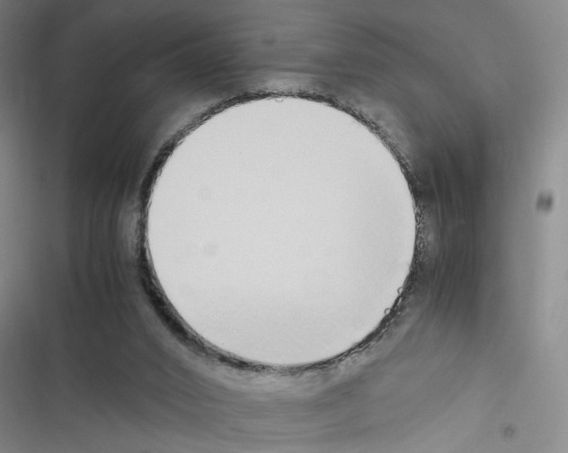 X0000116460016201001201310