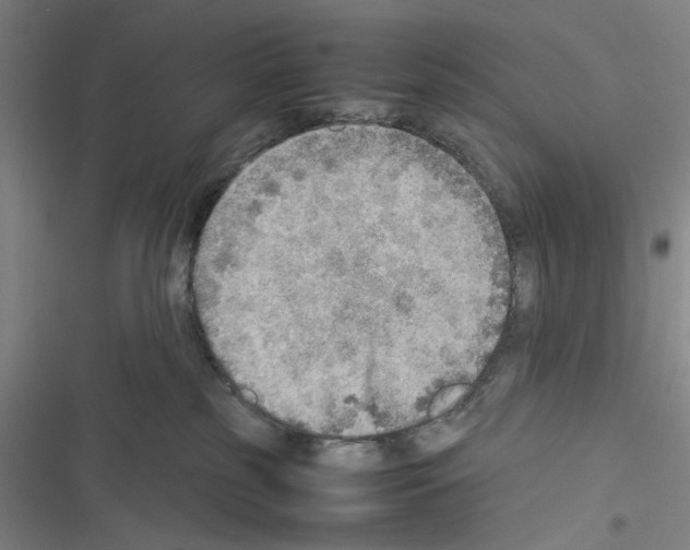X0000116460185201001201308