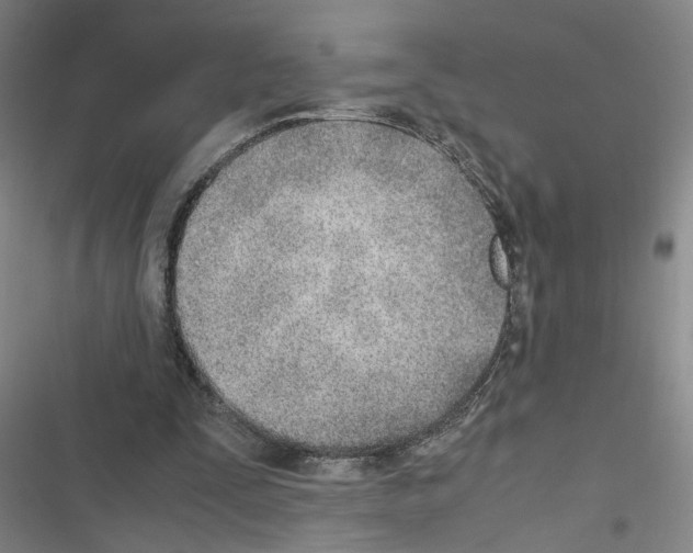 X0000116460295201001201306