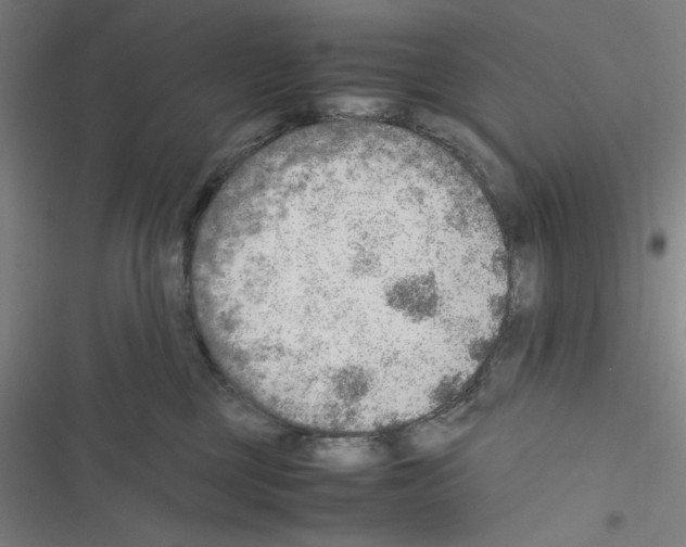 X0000116460377201001201305