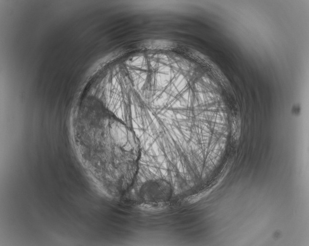 X0000116460725201001201259