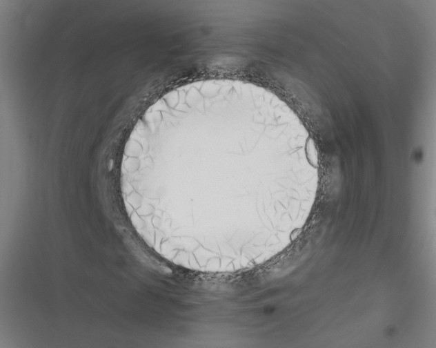 X0000116460817201001201258