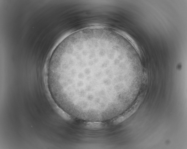X0000116460859201001201259