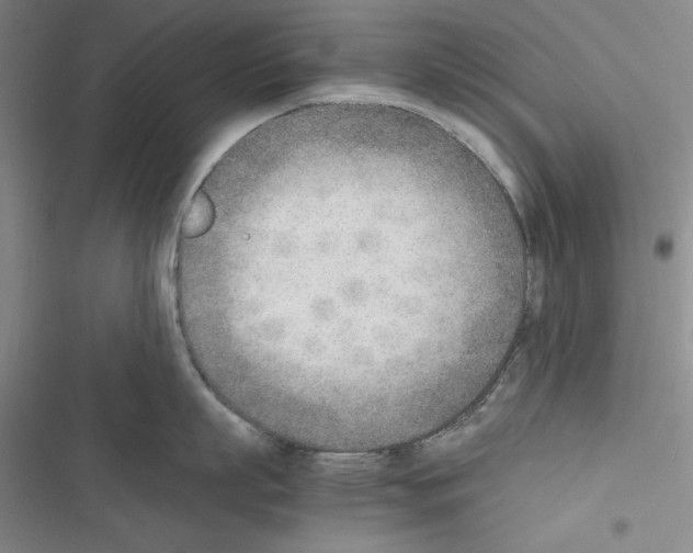 X0000116460863201001201259
