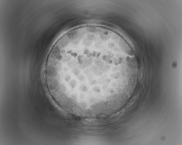 X0000116460911201001201257