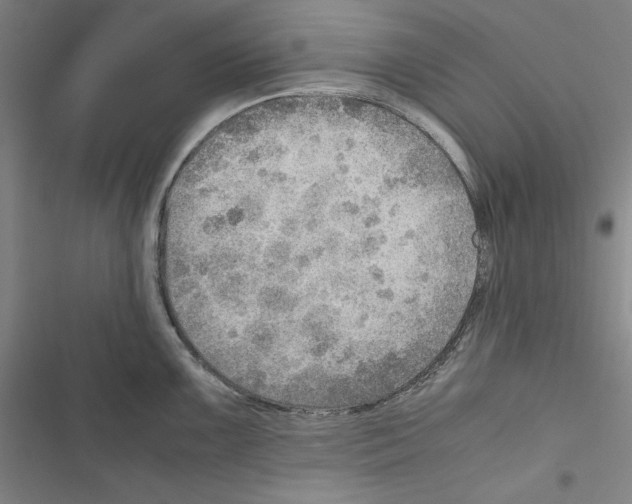 X0000116461099201001201255