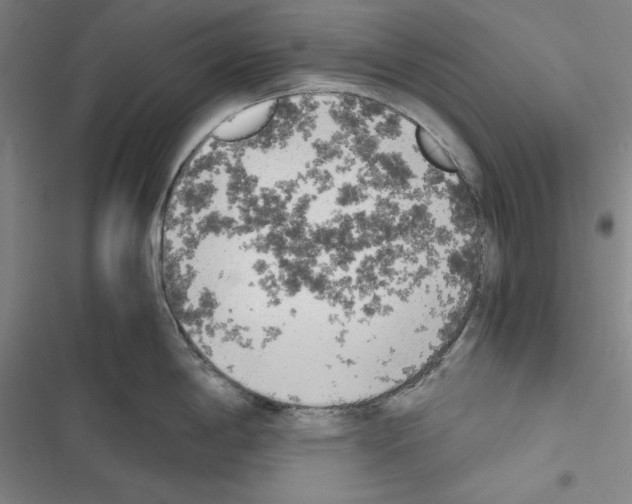 X0000116461198201001201254