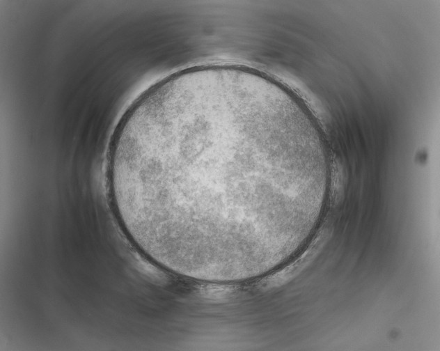 X0000116461278201001201252