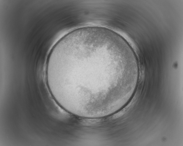X0000116461294201001201252