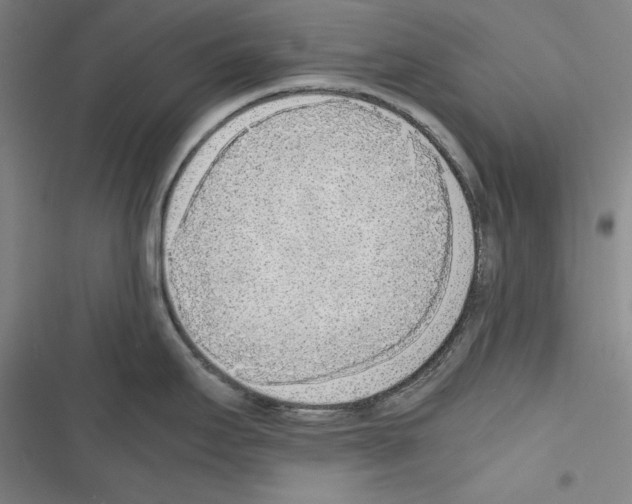 X0000116461295201001201252