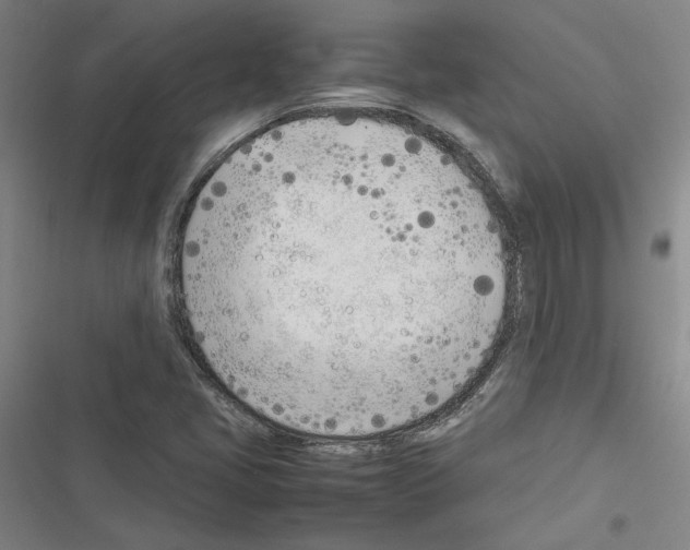 X0000116461405201001201250