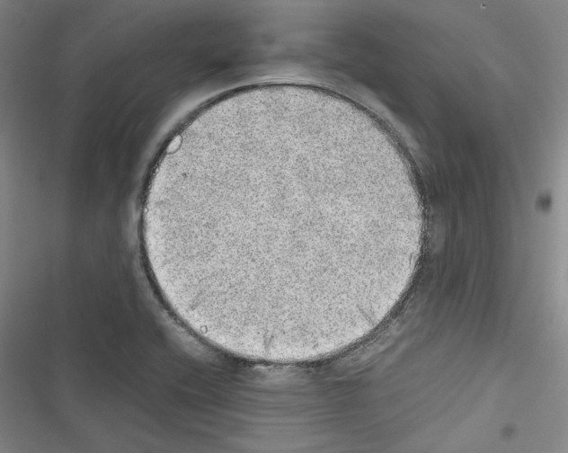 X0000116461416201001201251
