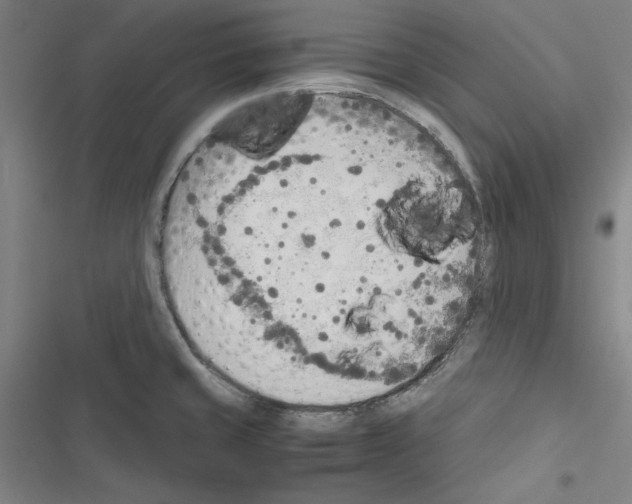 X0000116461429201001201251