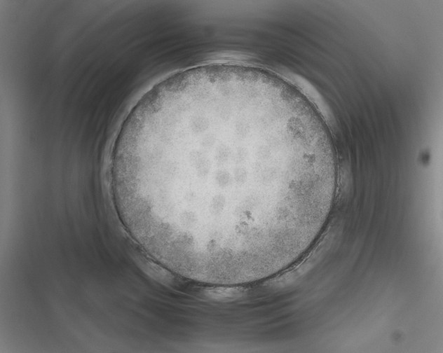 X0000116461435201001201251