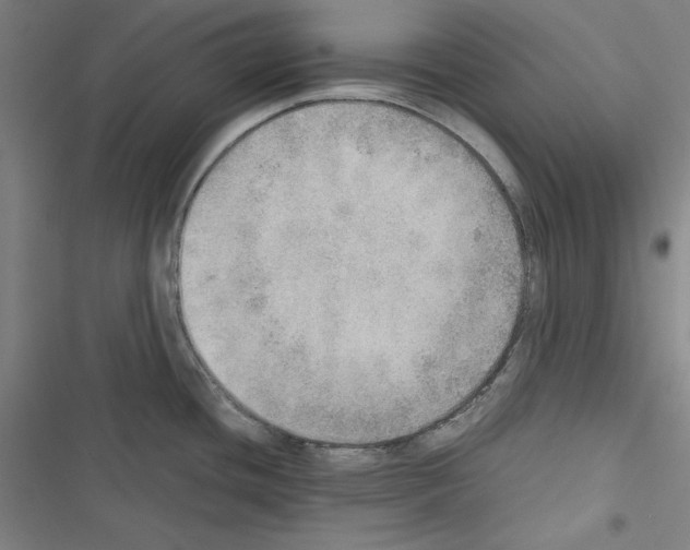 X0000116461436201001201251