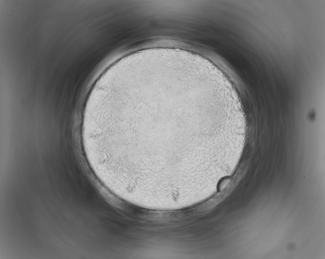 X0000116461438201001201251