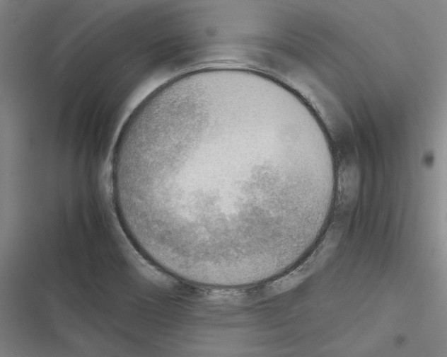 X0000116461466201001201250