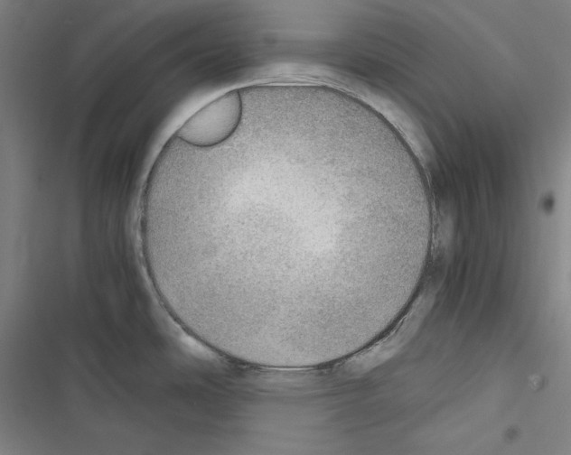 X0000116461486201001201250