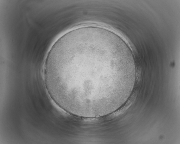 X0000116461535201001201250