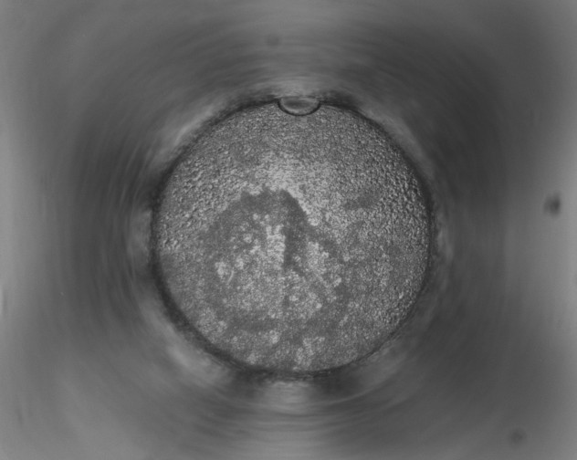 X0000116480066200912231139