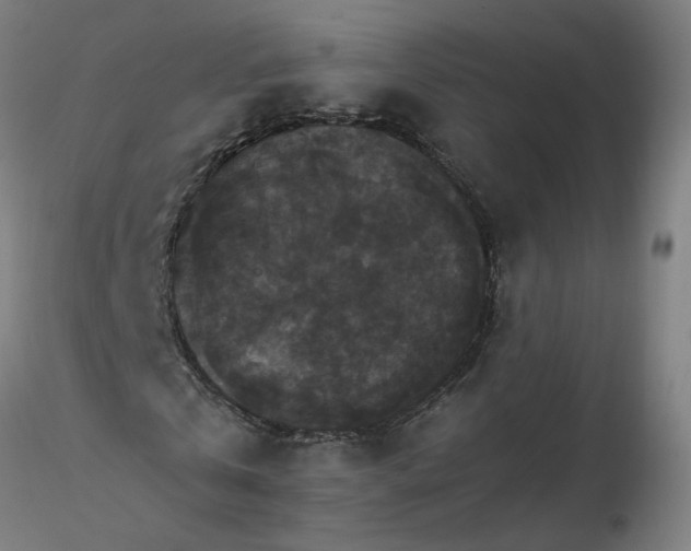 X0000116480769200912231130