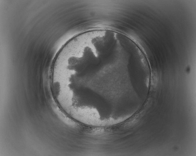 X0000116481098200912231125