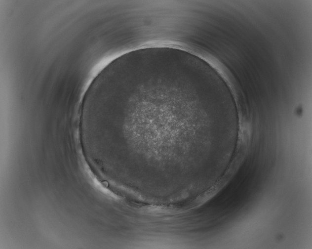 X0000116481102200912231125