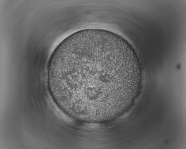 X0000116481517200912231120