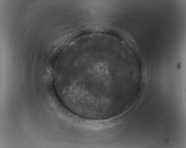 X0000116480029201001061129