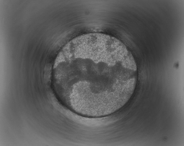 X0000116480030201001061129