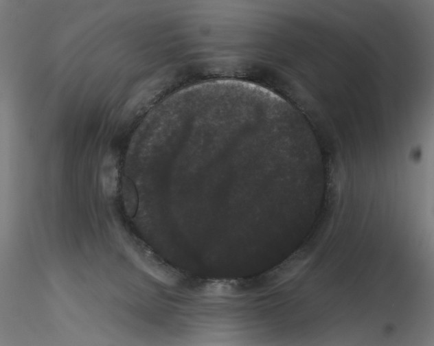 X0000116480080201001061129