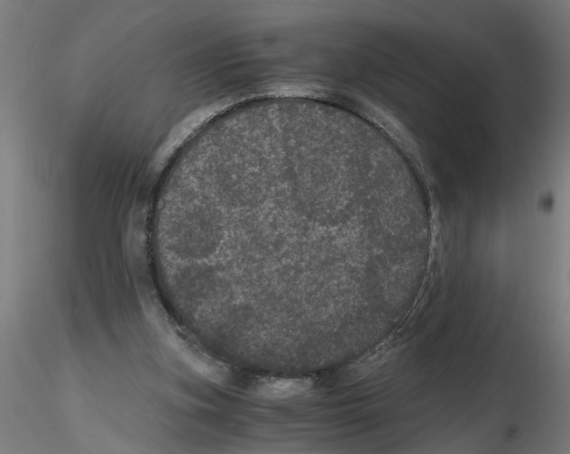 X0000116480155201001061127