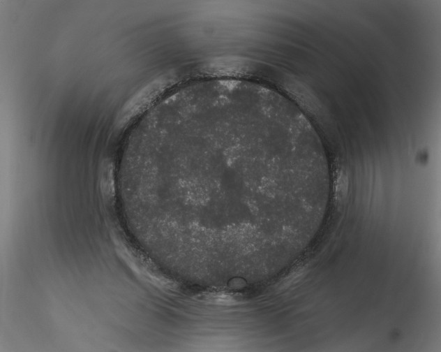 X0000116480254201001061126