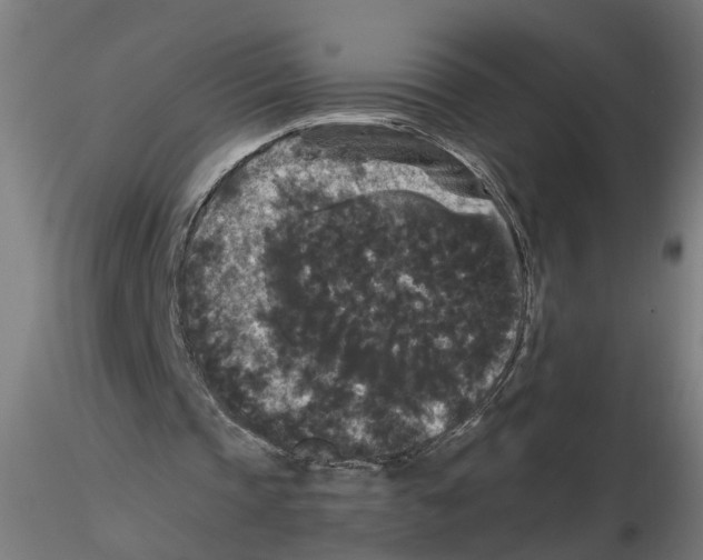 X0000116480337201001061124