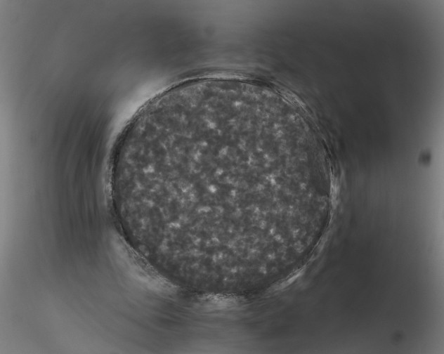 X0000116480343201001061125