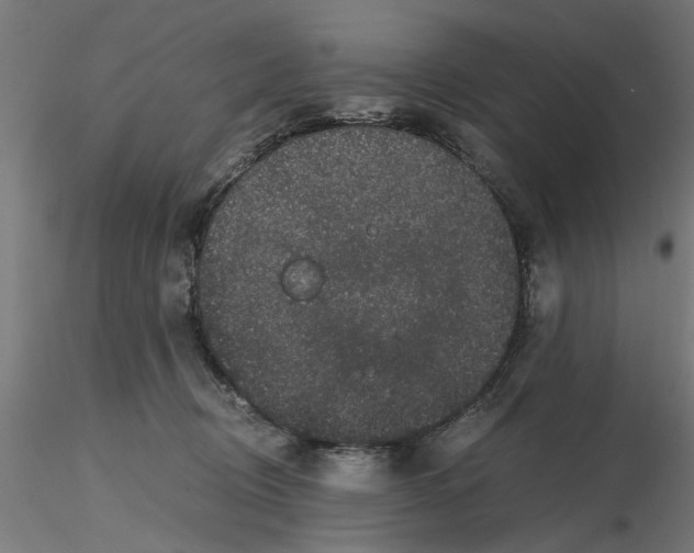 X0000116480370201001061125