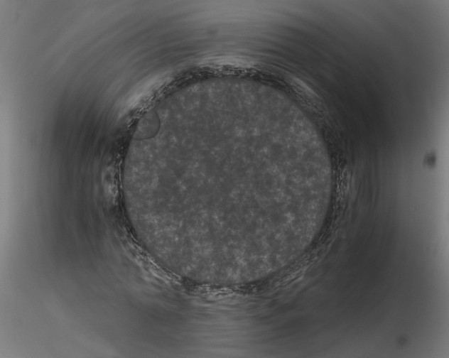 X0000116480774201001061119