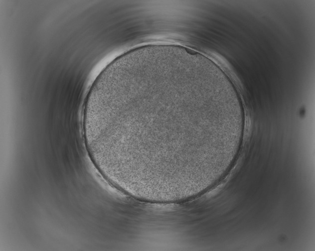 X0000116481196201001061113