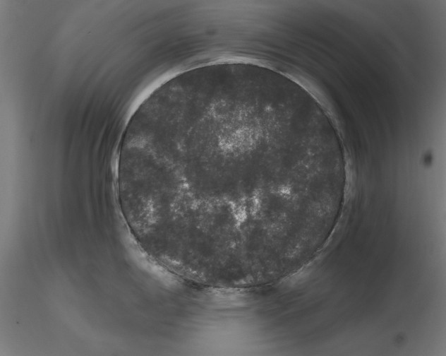 X0000116481198201001061113