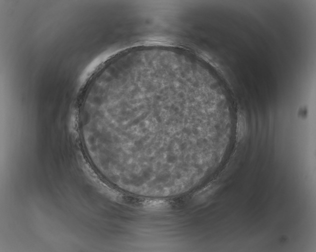 X0000116481454201001061110