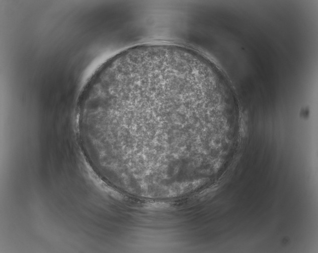 X0000116481462201001061110