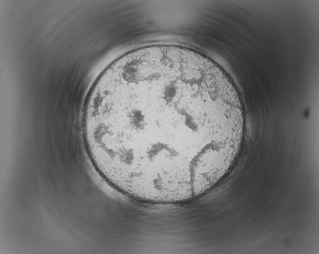 X0000116481482201001061110