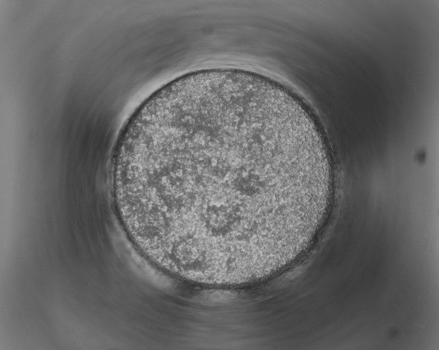 X0000116481517201001061109